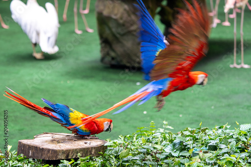 macaw taking off flying away