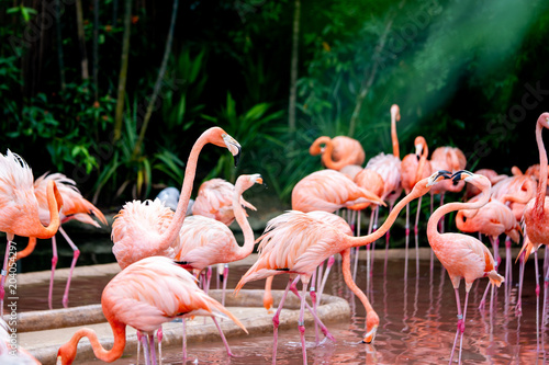 flamingo watching on as others bicker