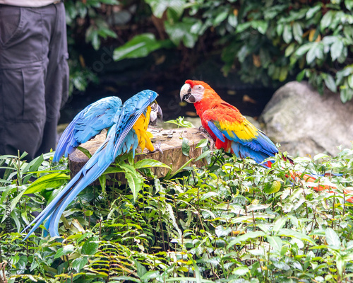 blue and red macaw