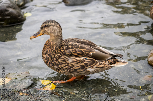 Mallard (Anas platyrhynchos) standing on the shore, female wild duck outside the water