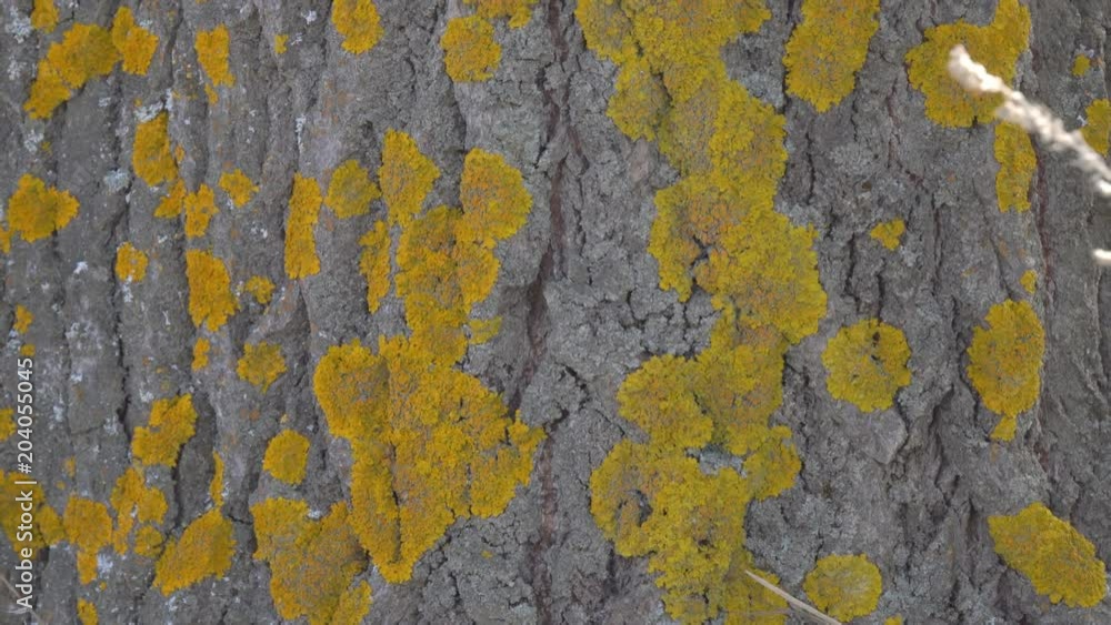 Moss on the trunk of a tree close up Moss on the trunk of a tree close up