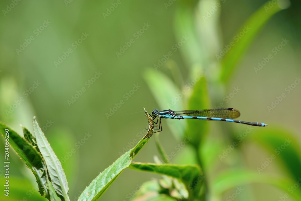 Dragonfly (Indolestes cyanenus)in the Taiwan. Dragonfly (Indolestes cyanenus)in the Taiwan.