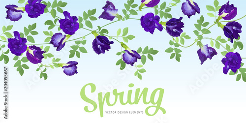 Butterfly pea flowers and leaf on blue background. Vector set of blooming floral for wedding invitations and greeting card design.