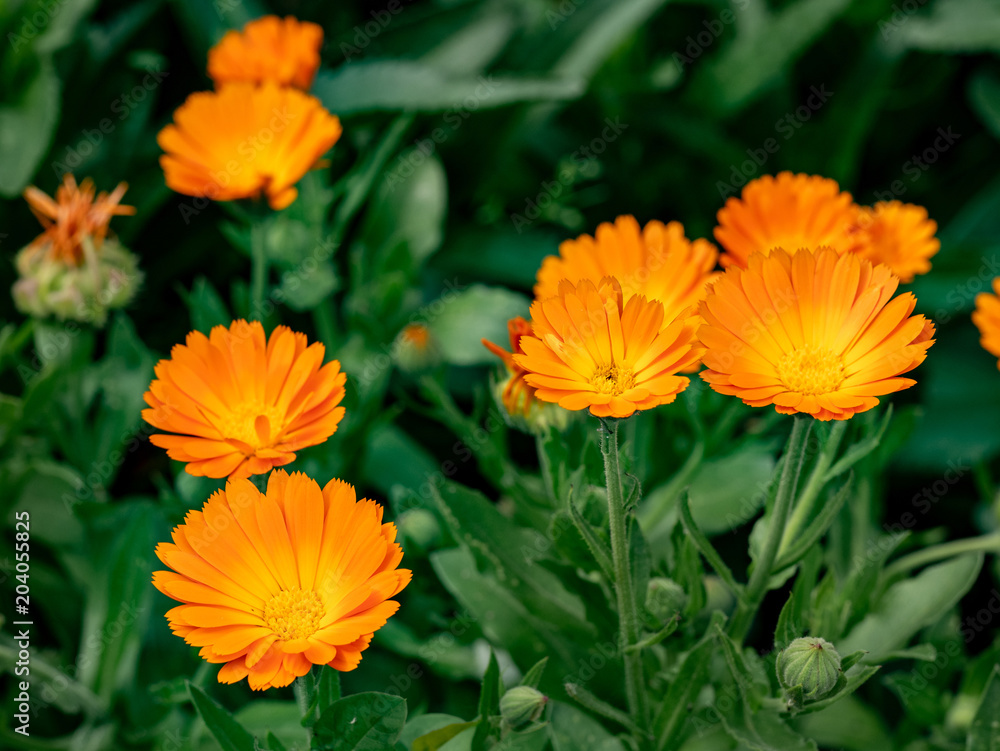 Flower with leaves Calendula (Calendula officinalis, pot, garden or English marigold) on blurred green background. Flower with leaves Calendula (Calendula officinalis, pot, garden or English marigold) on blurred green background.