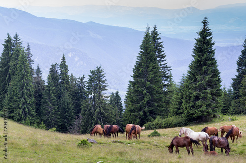 Wild horses graze in the open. The pine trees and distant mountains visible in the background