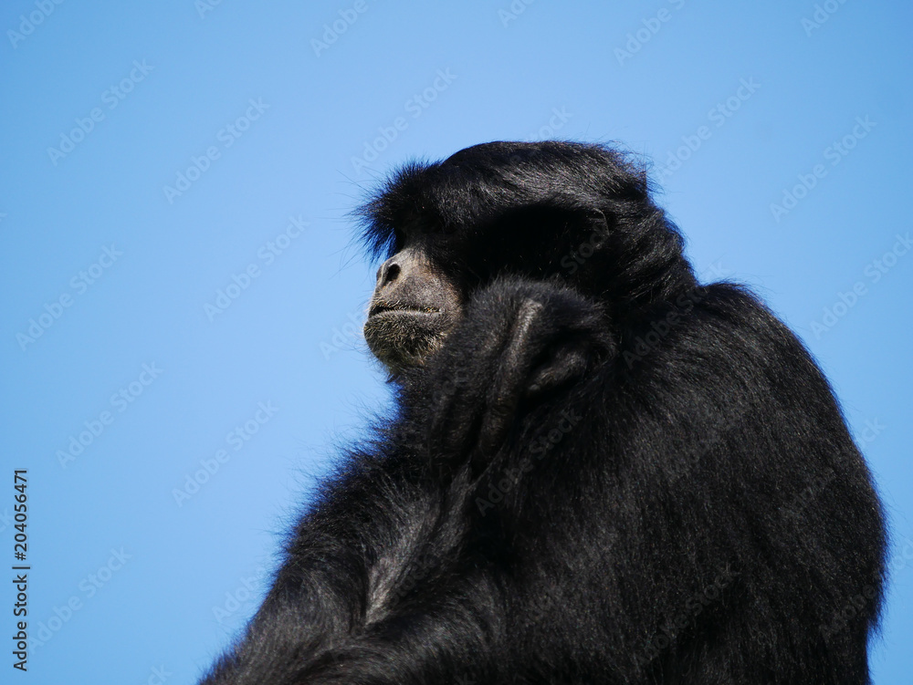 Fototapeta premium Siamang
