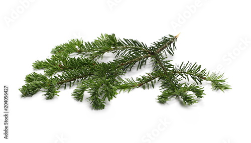 Pine branch isolated on white background