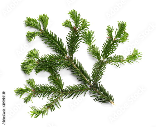 Pine branch isolated on white background, top view