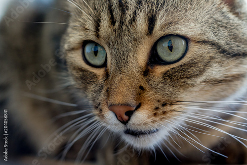 This shiny-eyed tabby cat is someone's favourite pet. © liptakrobi
