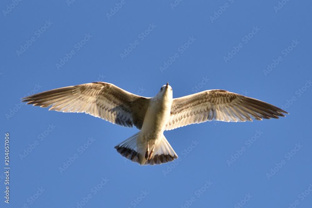 Obraz premium Seagull