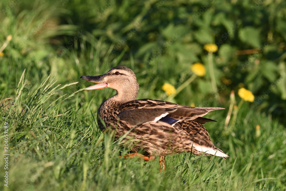 Duck Duck