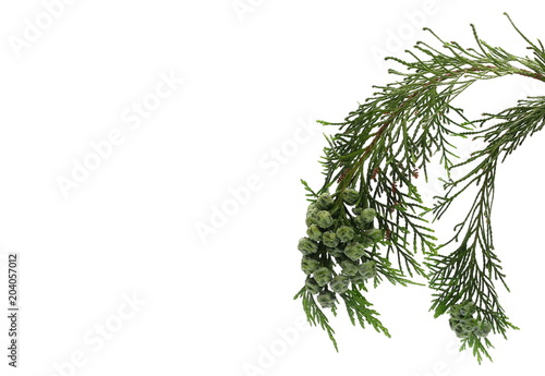 Fototapeta Naklejka Na Ścianę i Meble -  Pine branch isolated on white background, clipping path
