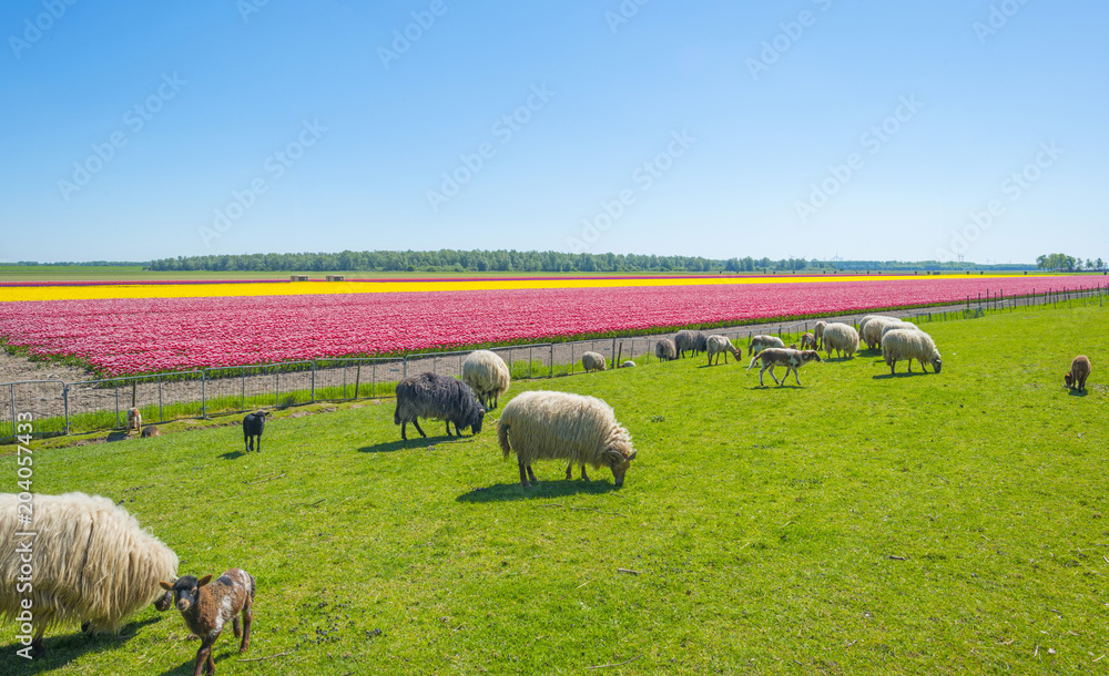 Fototapeta premium Herd of sheep in a green meadow in sunlight in spring