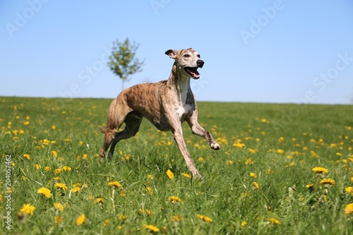 beautiful brindle whippet is running ona field with dandelions