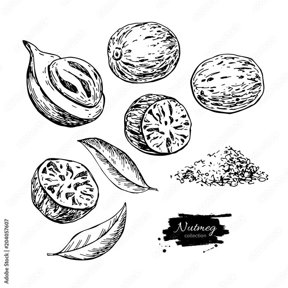 Nutmeg spice vector drawing. Ground seasoning nut sketch. Dried seeds