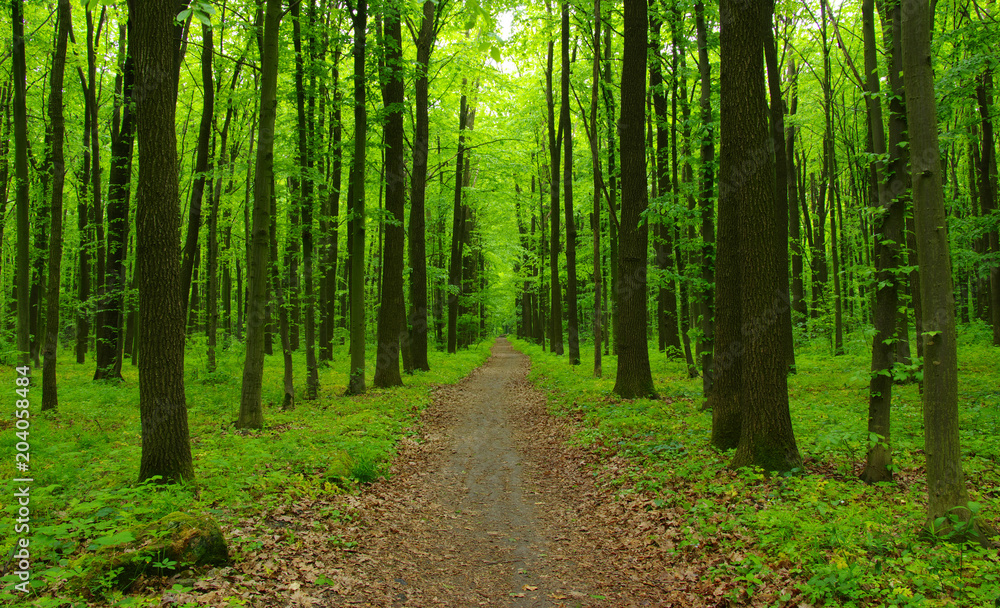 Forest trees in spring Forest trees in spring
