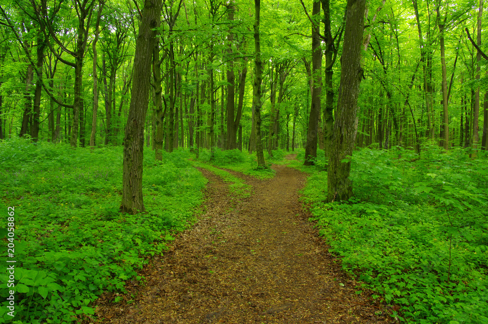 Fototapeta premium green forest in spring