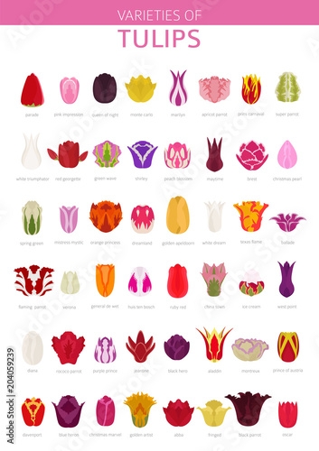 Tulip varieties flat icon set. Garden flower and house plants infographic photo