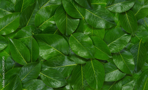 Green leaves background