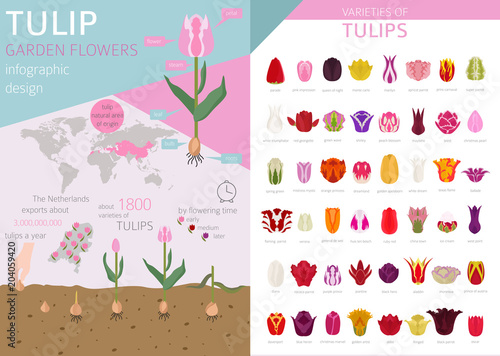 Fototapeta Naklejka Na Ścianę i Meble -  Tulip varieties flat icon set. Garden flower and house plants infographic