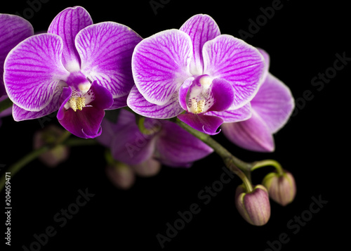 Beautiful pink orchid on a black background
