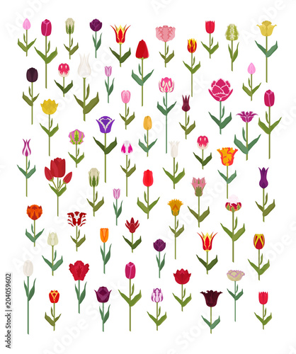 Wallpaper Mural Tulip varieties flat icon set. Garden flower and house plants infographic Torontodigital.ca