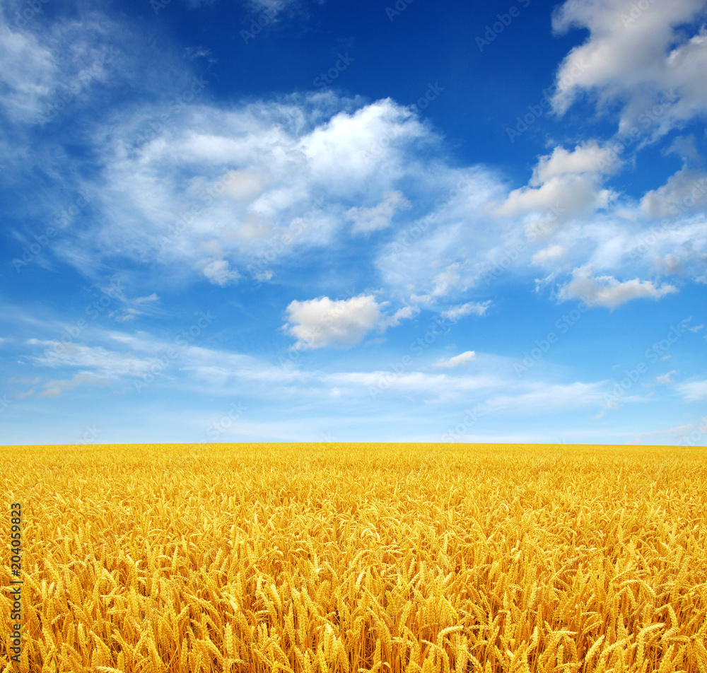 Naklejka premium wheat field and sky