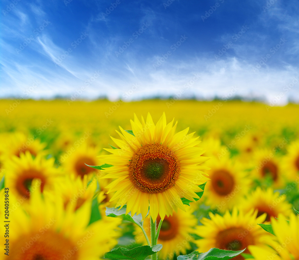 Fototapeta premium field of blooming sunflowers