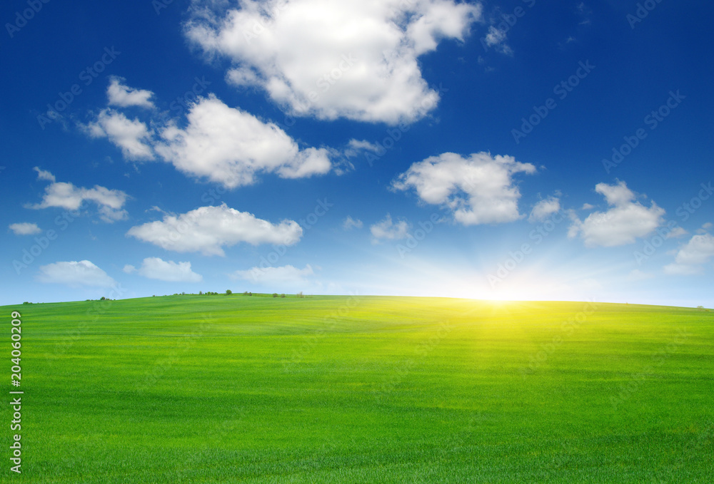 Green field and sun. Green field and sun.