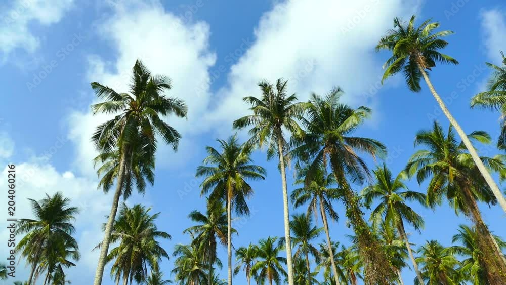 Beautiful tropical coconut palm tree on sky background Beautiful tropical coconut palm tree on sky background