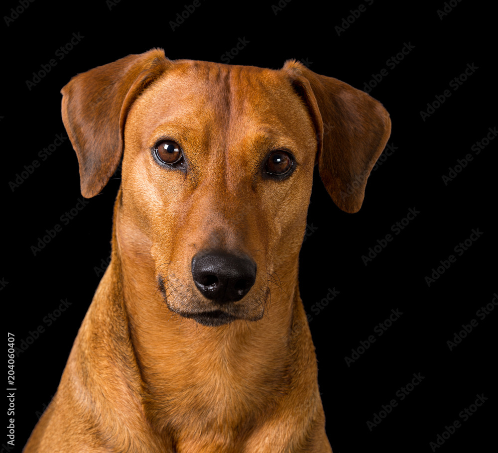 Purebred red German Pinscher