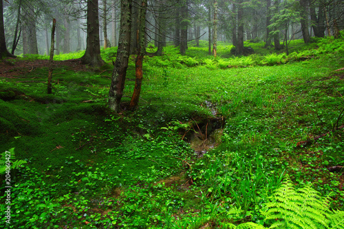 Trees in forest