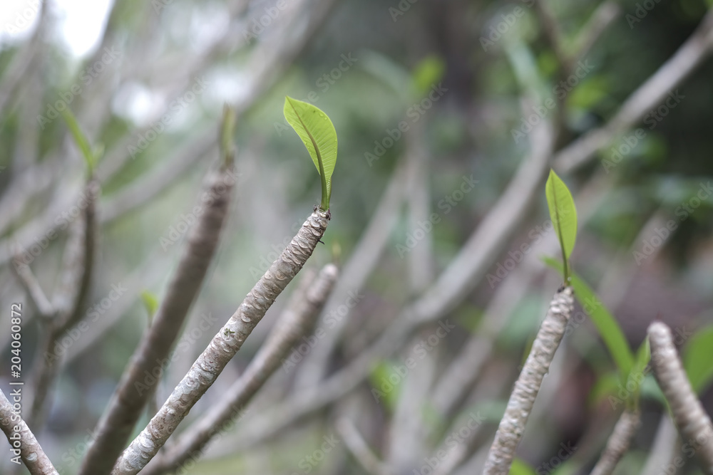 Cropped branches of citrus tree with sprouted new bright green leaves Cropped branches of citrus tree with sprouted new bright green leaves