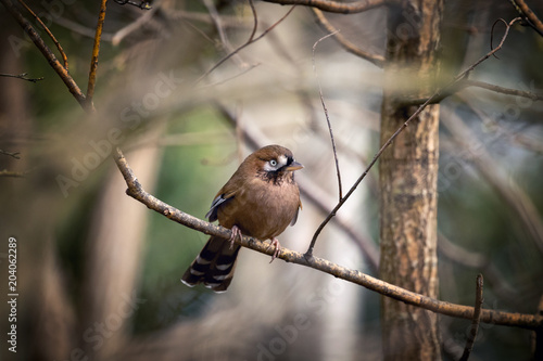 Moustached laughingthrush photo