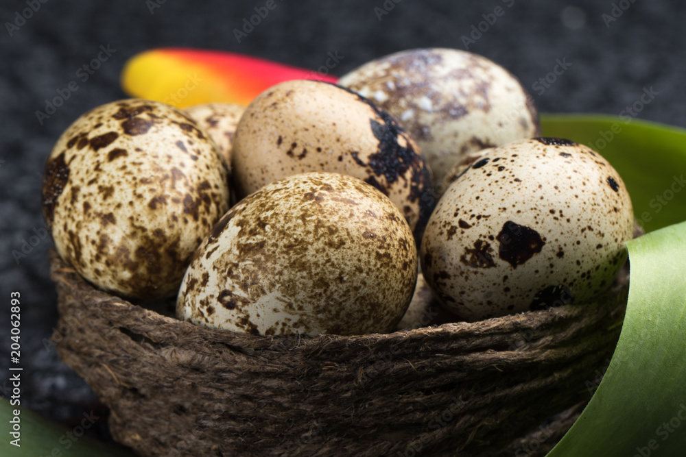Obraz premium Quail eggs in the nest