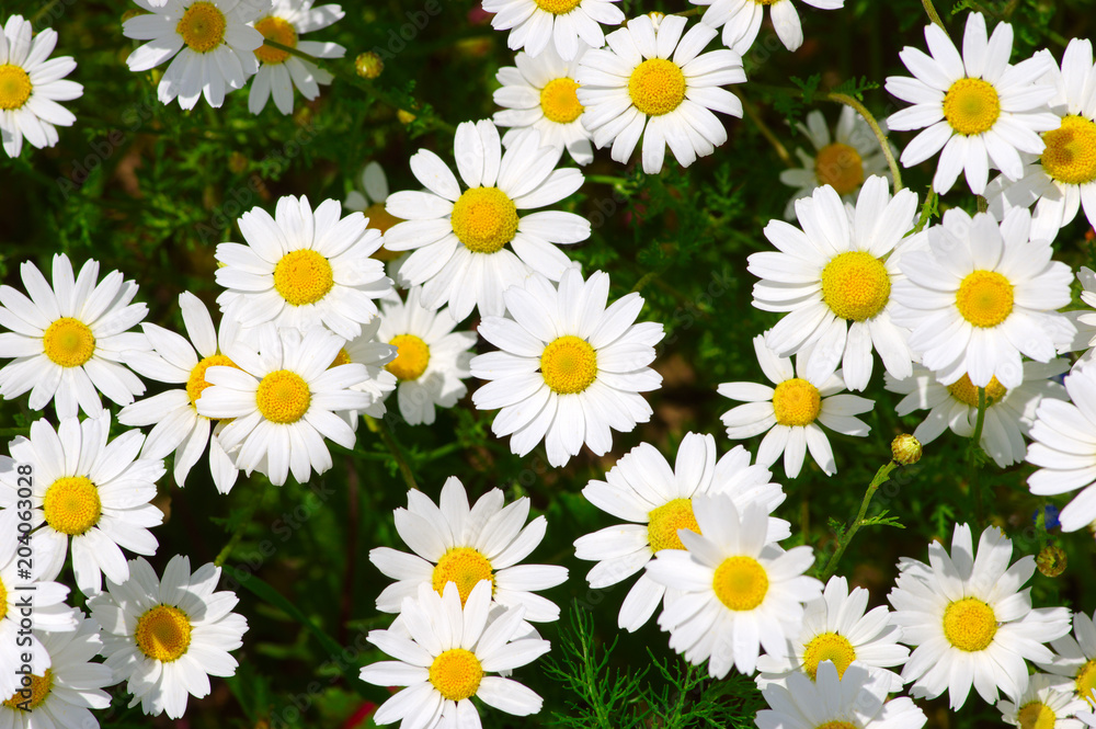 White camomiles on  field