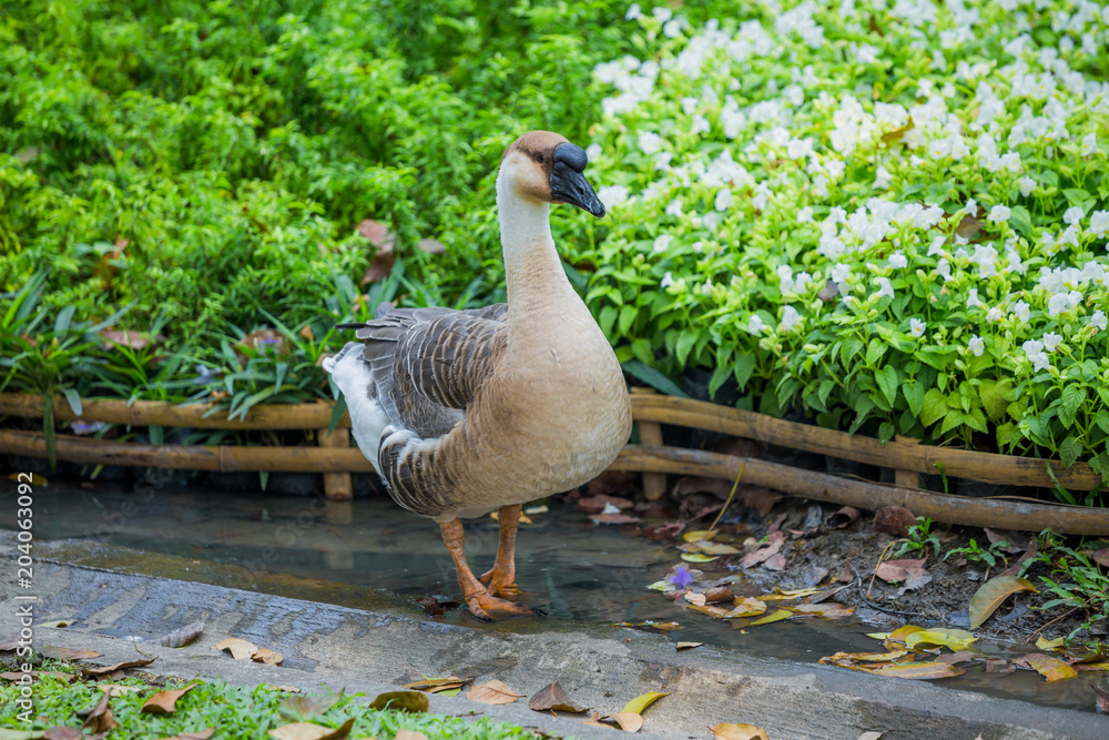 Fototapeta premium Duck in thailand