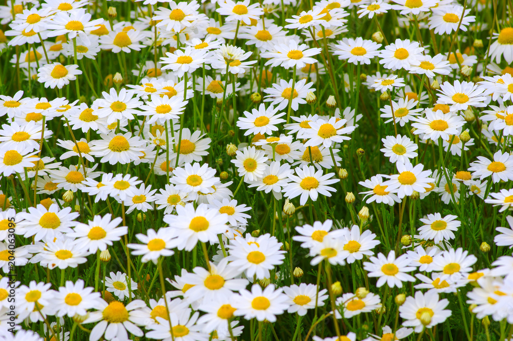 Fototapeta premium White camomiles on field
