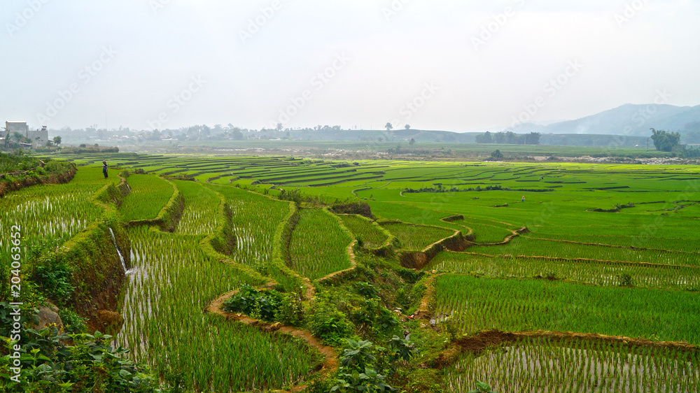 rice terrace fields