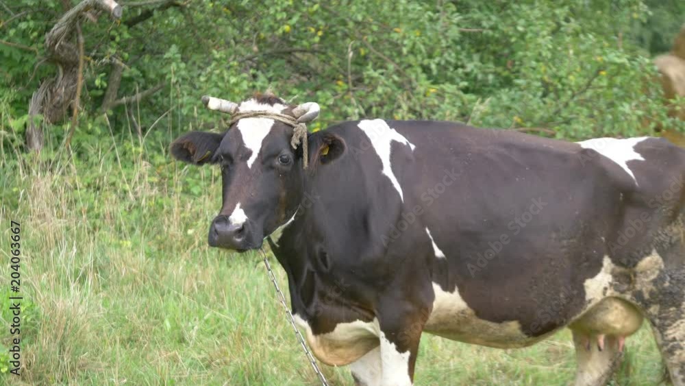 Professional video of cow on the meadow on a sunny day in slow motion 60fps Professional video of cow on the meadow on a sunny day in slow motion 60fps