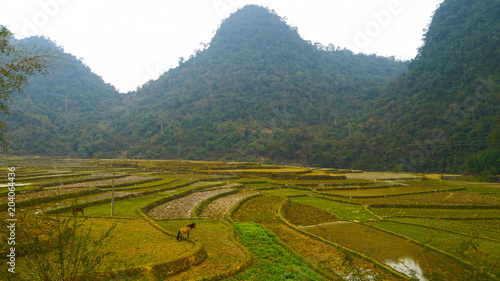 rice fields vietnam © Semgrafix