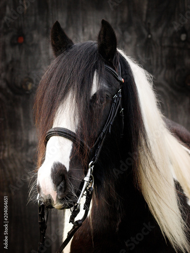 Skewbald Horse Head Shot