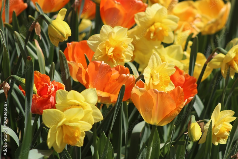 BEAUTIFUL YELLOW DAFFODILS AND ORANGE TULIPS BEAUTIFUL YELLOW DAFFODILS AND ORANGE TULIPS