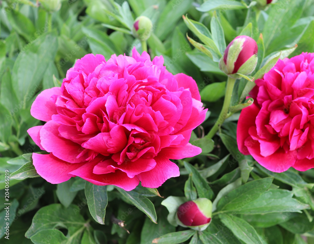 Paeonia officinalis in organic garden sunny morning full of elegant particularly beautiful peony flowers. Paeonia officinalis was first used for medicinal purposes. Nature concept. Macro photo.