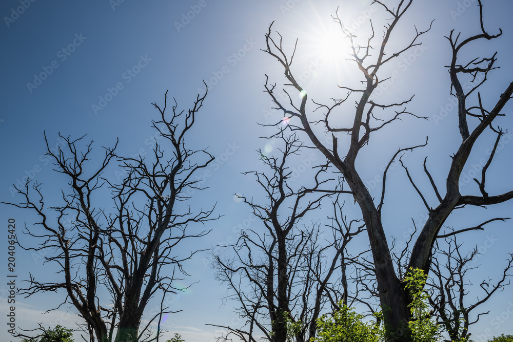 Äste von toten Bäume in der Sonne Äste von toten Bäume in der Sonne