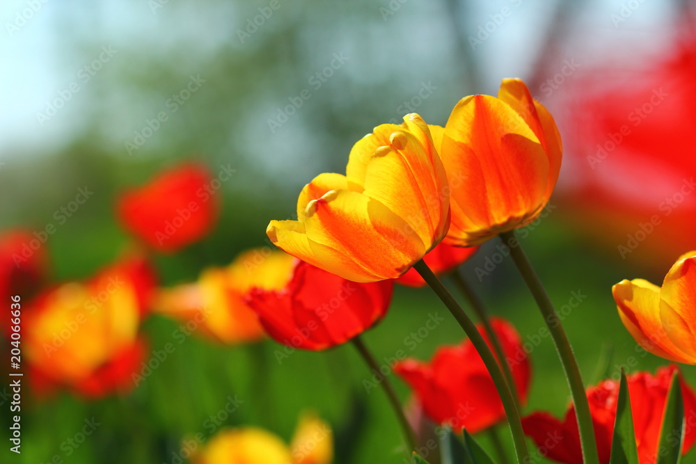 Close up of red and yellow tulips against springtime sky