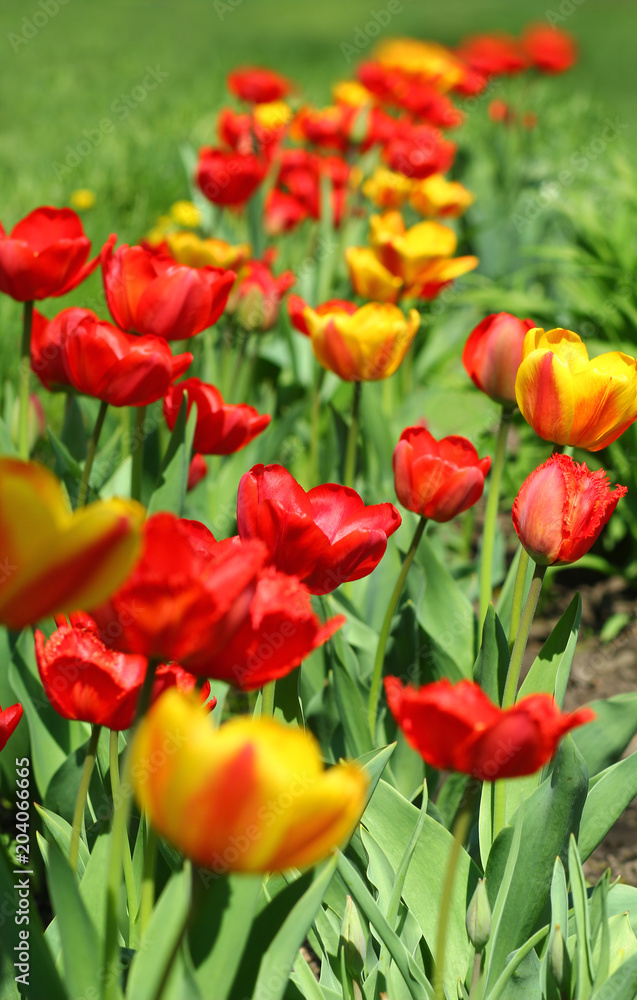 Fototapeta premium Red and yellow tulips in bloom on springtime flower bed