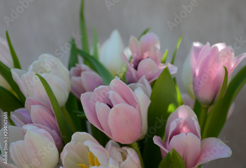 Tulpen photo