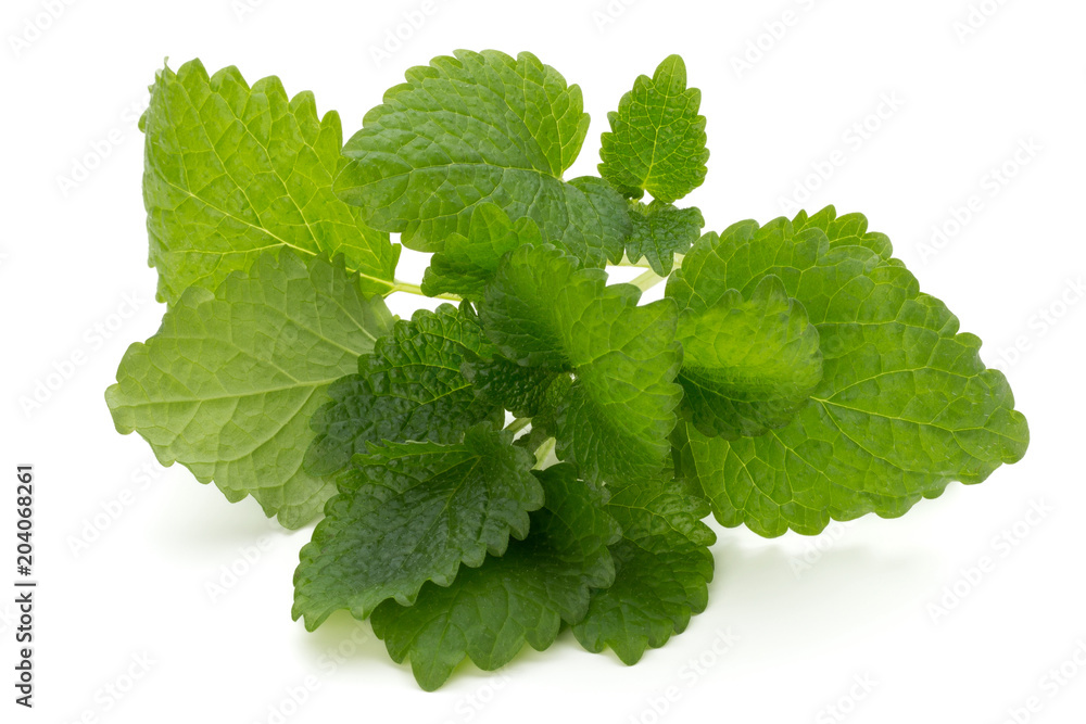 Mint leaf close up on a white background. Mint leaf close up on a white background.