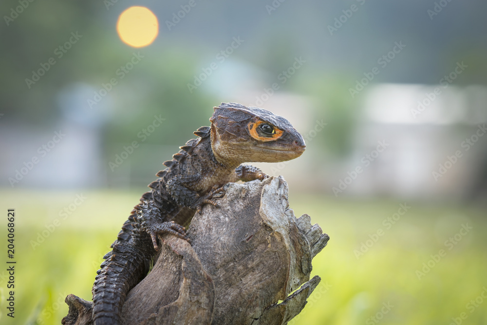 Obraz premium Crocodile skink, gecko,lizard